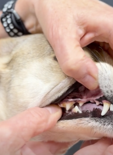 pet dental care - Learning Center